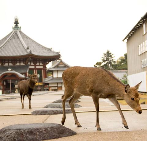 Świątynia Kofuku-ji w byłej stolicy Japonii - Nara