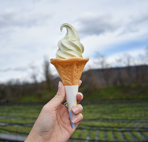 Lody o smaku Wasabi