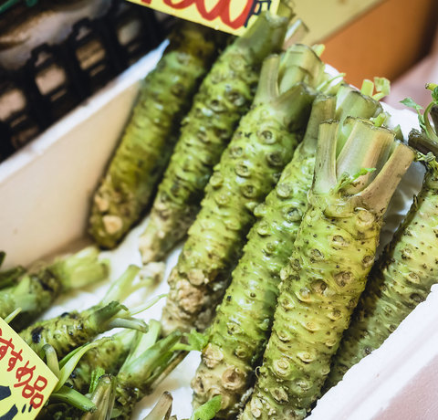 Wasabi chrzan z Japonii