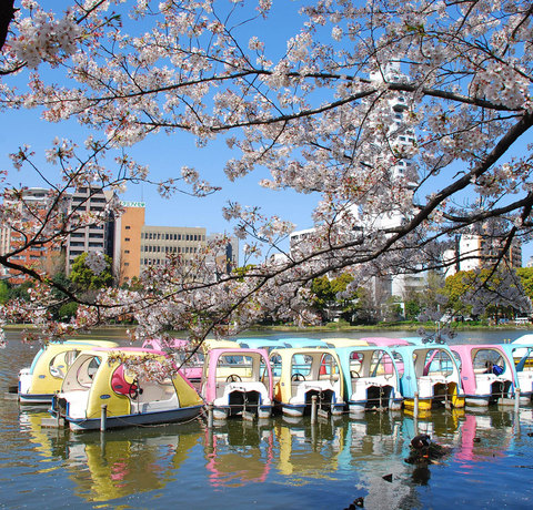 Ueno Park Sakura