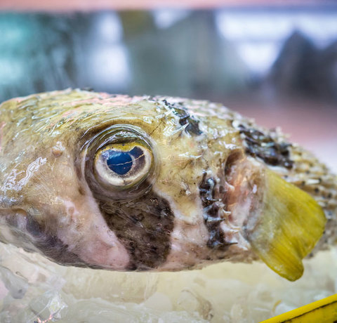 Ryba Fugu - Japonia