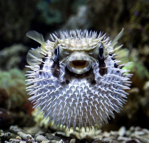 Ryba morska w głębi oceanu