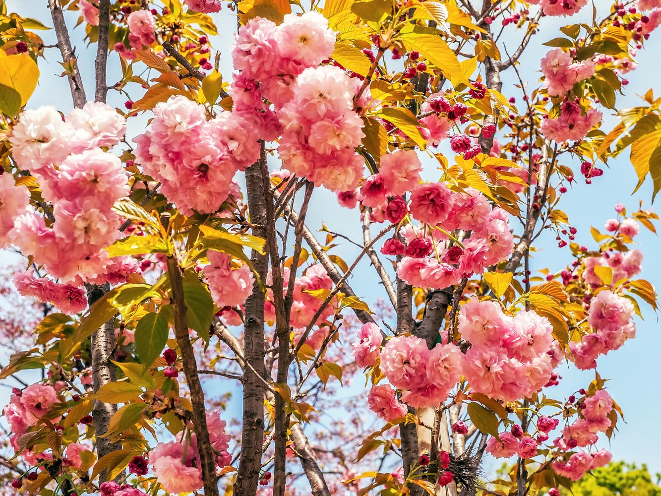 Równonoc wiosenna - Japonia